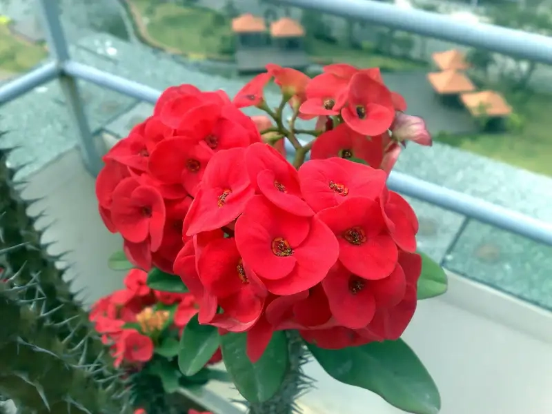 Ý nghĩa phong thủy của cây Xương Rồng Bát Tiên