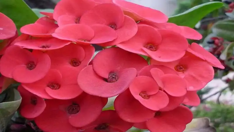 Phong thủy cây xương rồng bát tiên giúp cân bằng năng lượng