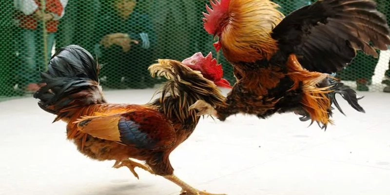 Đá gà BL555 có hình thức tổ chức trải nghiệm mượt mà