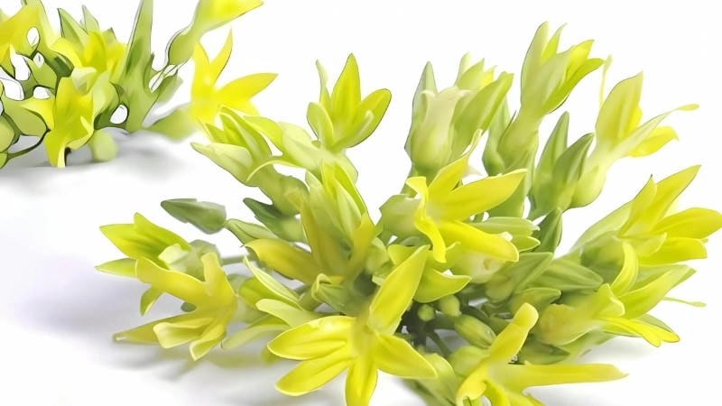 Đặc điểm nổi bật và giá trị dinh dưỡng của hoa thiên lý