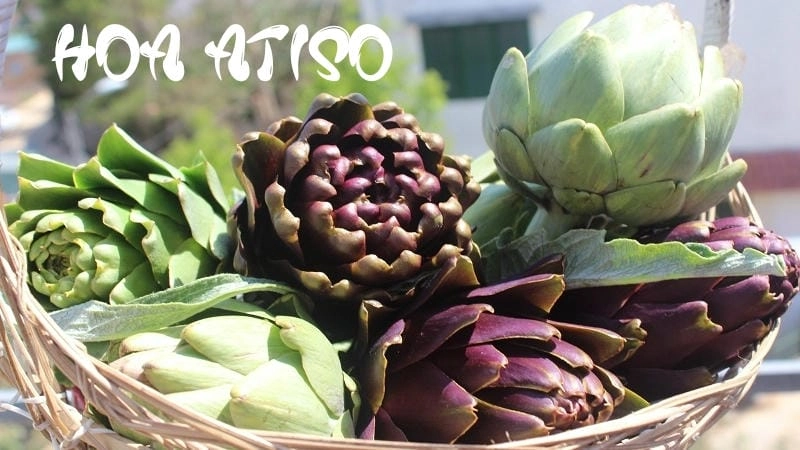 Giới thiệu hoa atiso và ý nghĩa đặc biệt