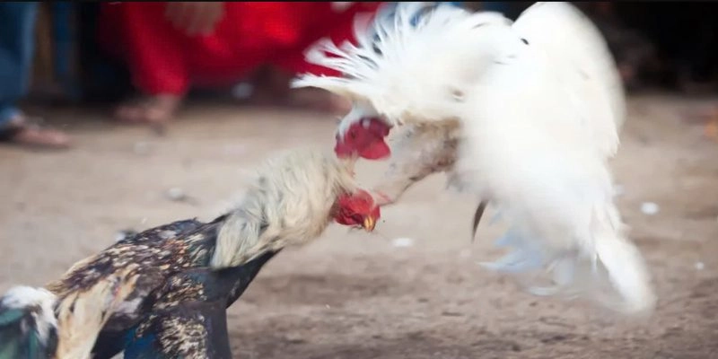 Hình thức siêu đa dạng