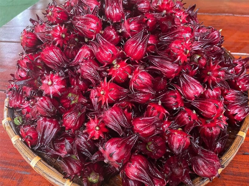 Mê hoặc lòng người với hoa atiso tím xinh