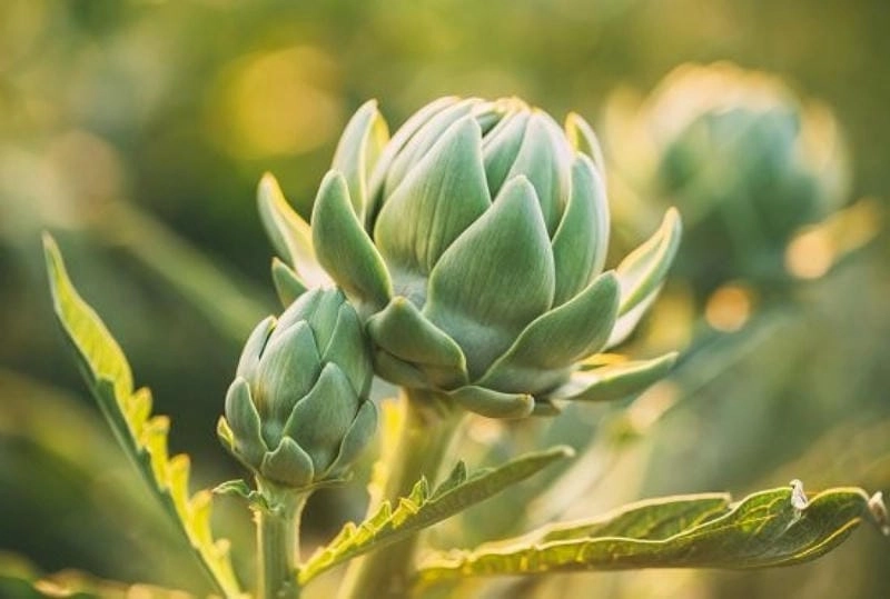 Sắc màu dịu mát của hoa atiso xanh nổi bật