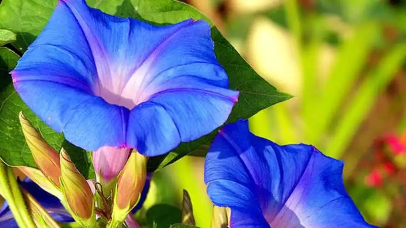 Vẻ đẹp và ý nghĩa hoa bìm bìm xanh