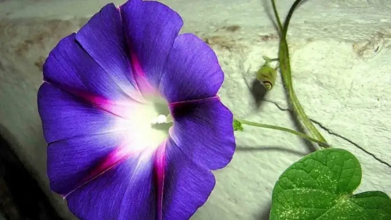 Hình ảnh hoa bìm bìm xanh đẹp mắt để tham khảo