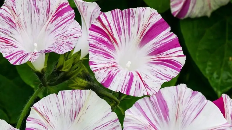 Hoa bìm bìm xanh mang ý nghĩa gì thể hiện sự hiền hòa