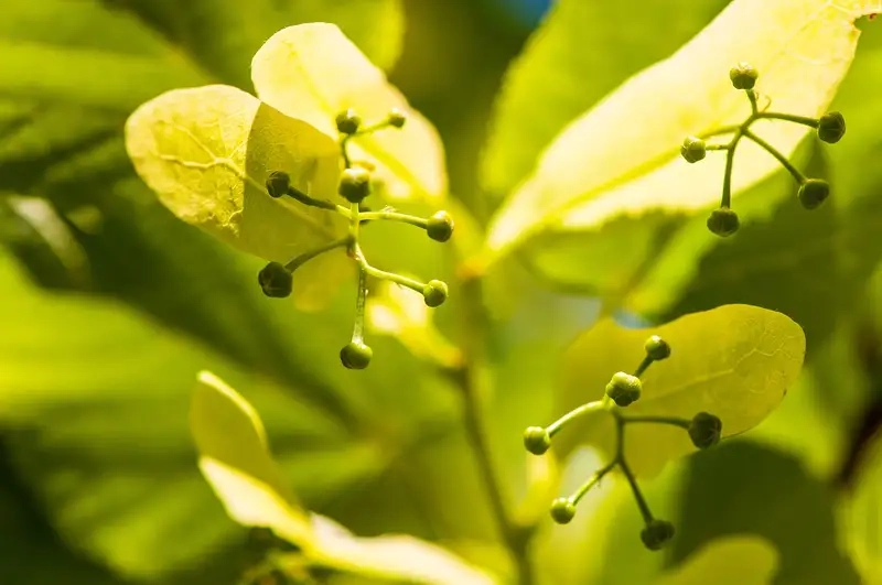 Ngắm Hoa bồ đề cây hoa bồ đề tuyệt đẹp