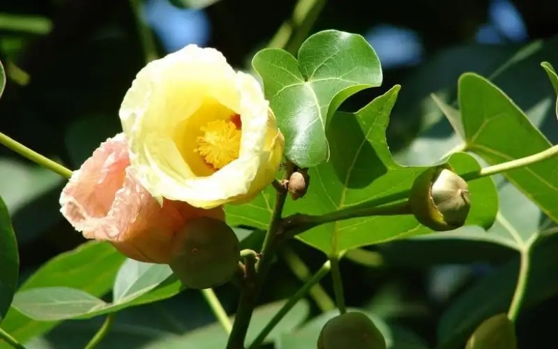 Khám phá Hoa bồ đề hoa cây bồ đề tinh tế