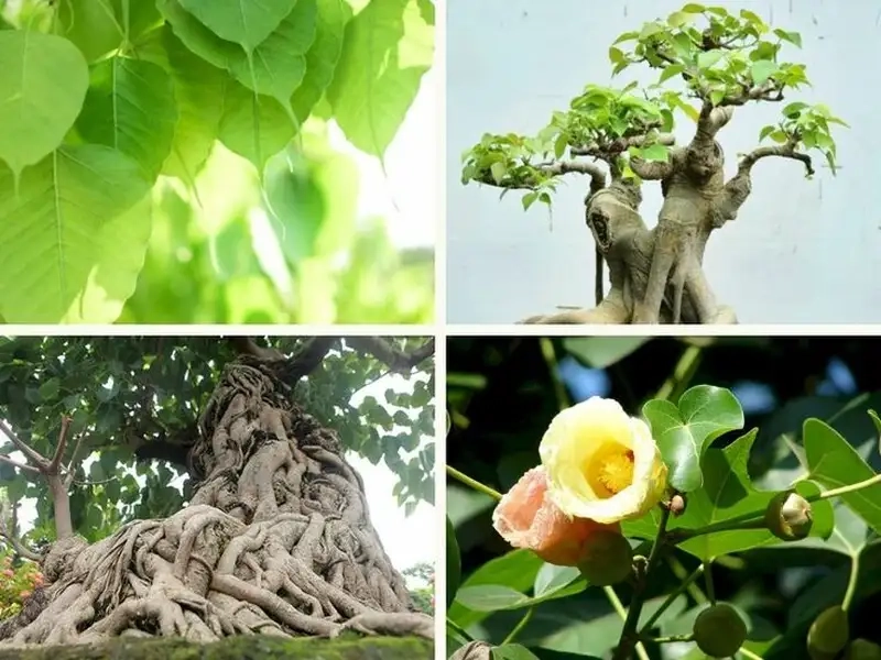 Ngắm Hoa bồ đề hoa của cây bồ đề rực rỡ