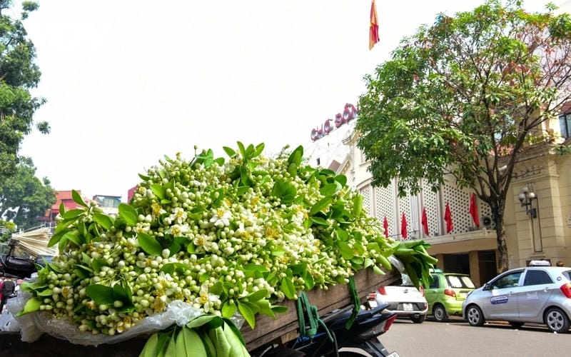 An toàn sức khỏe với hoa bưởi hữu cơ