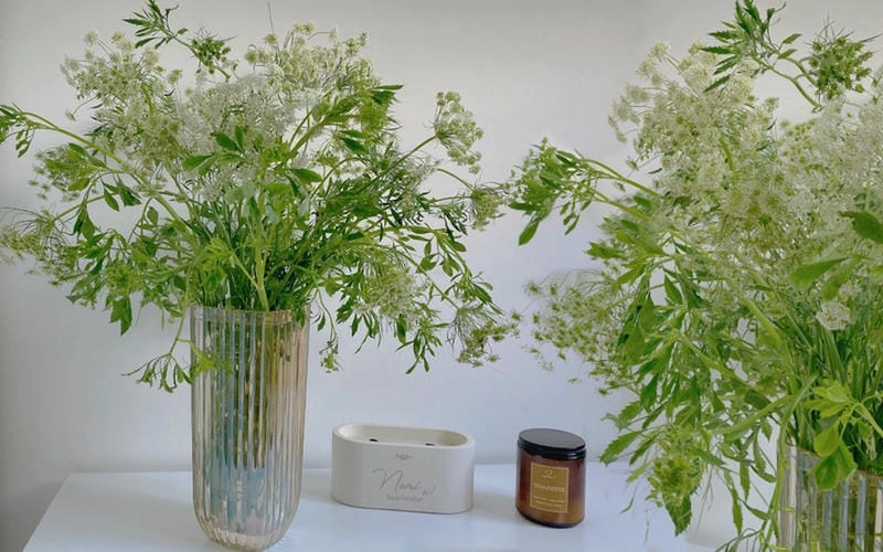 Tò mò hoa cà rốt hình dáng thế nào không