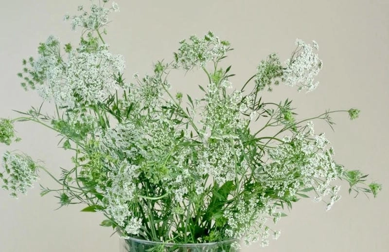 Sắc tím quyến rũ từ hoa cà rốt tím rất hiếm gặp