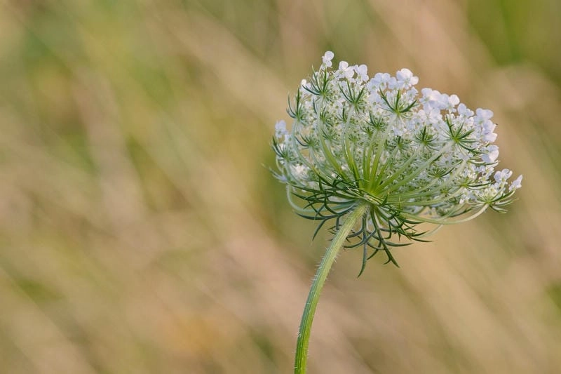 Cánh mỏng thanh thoát của hoa cà rốt tự nhiên