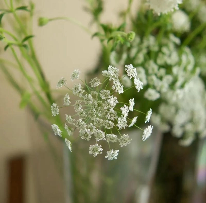 Hình ảnh hoa cà rốt độc đáo đẹp như tranh vẽ