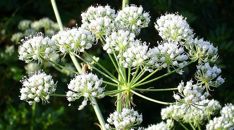 Bạn biết hoa cà rốt nở vào mùa nào chưa