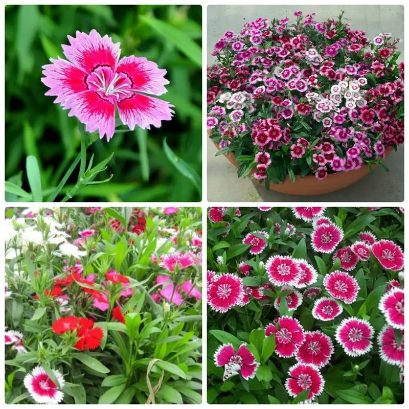 Kinh nghiệm chăm sóc hoa cẩm nhung tươi lâu quanh năm