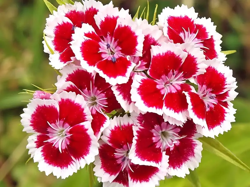 Hướng dẫn chăm sóc cây cẩm nhung đúng cách