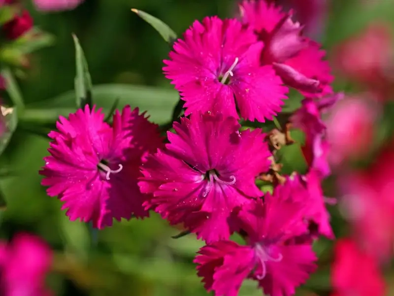 Khám phá cách chăm cây cẩm nhung tại nhà