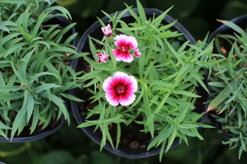 Chiêm ngưỡng vẻ đẹp cẩm nhung hoa rực rỡ