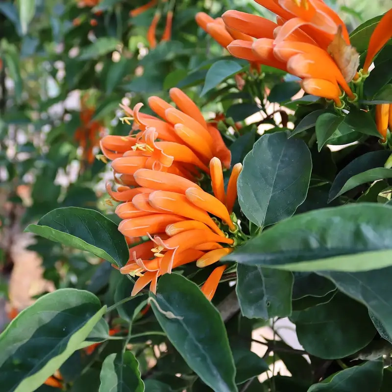 Trồng cây hoa chùm ớt dễ chăm sóc và sai hoa