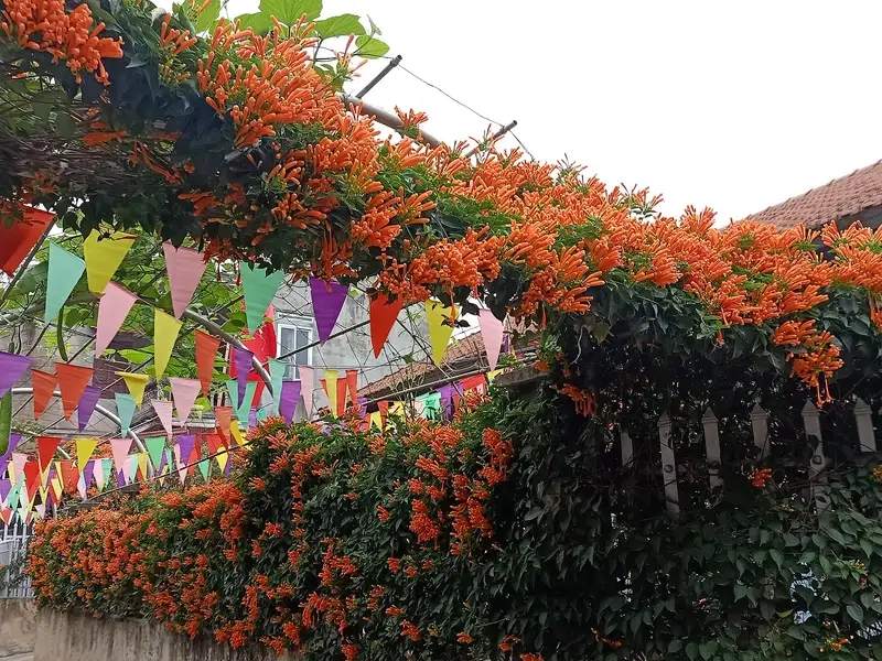 Cây hoa chùm nở rực rỡ quanh năm trong vườn