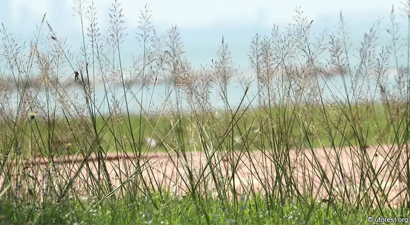 Kinh nghiệm chăm sóc hoa cỏ may luôn tươi lâu và khỏe mạnh