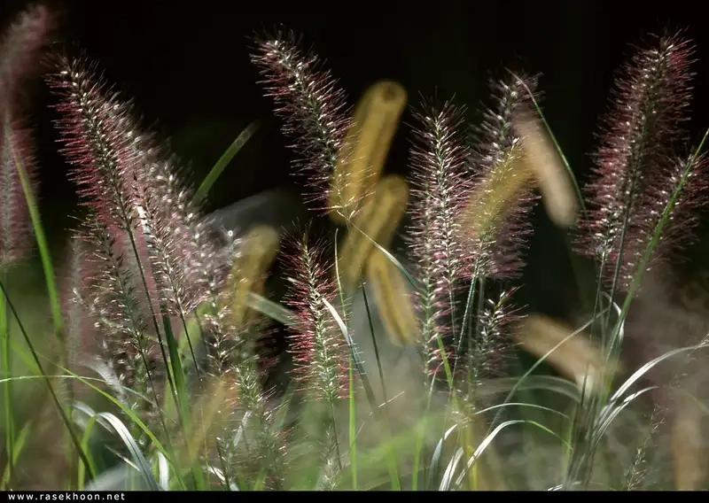 Khám phá ý nghĩa hoa cỏ may trong tình yêu và cuộc sống