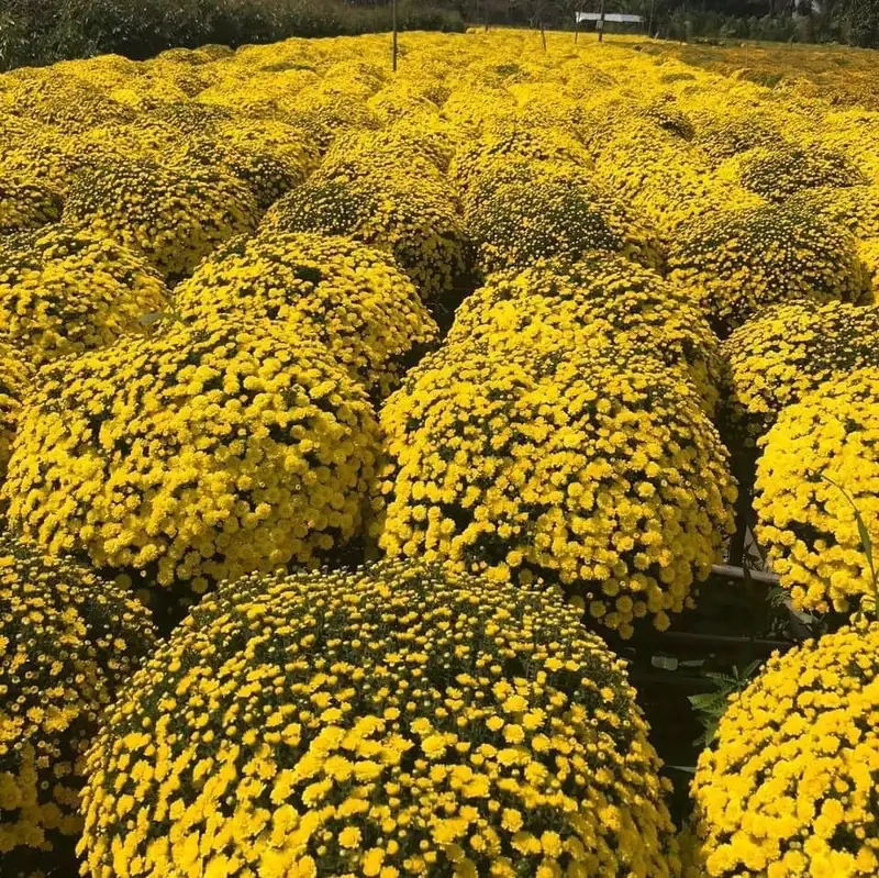 Ngắm từng bông cúc mâm xôi tươi thắm trong vườn nhà