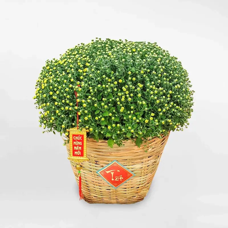 Học cách chăm cúc mâm xôi để hoa luôn nở rực rỡ