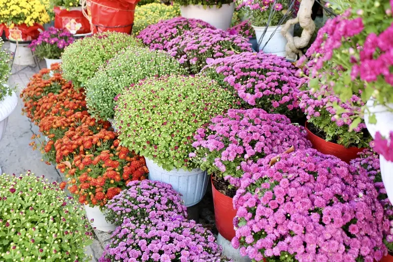 Kinh nghiệm chăm sóc hoa cúc mâm xôi