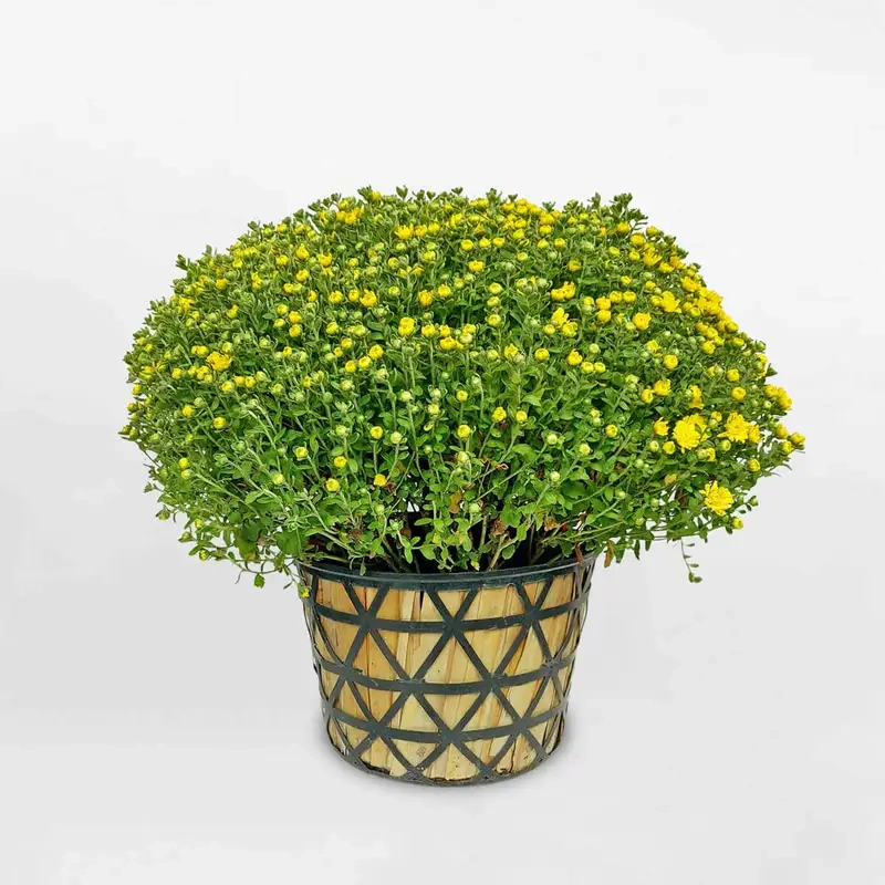 Ý nghĩa phong thủy và giá trị trang trí