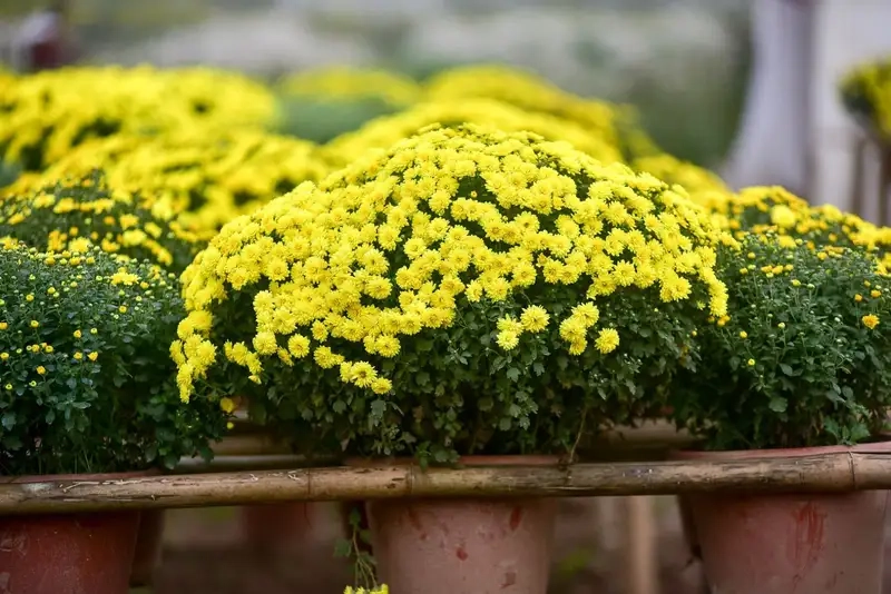 Tận hưởng vẻ đẹp rực rỡ của Hoa cúc mâm xôi trong vườn nhà