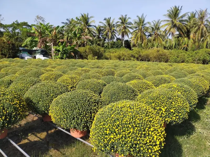 Khám phá Hoa cúc mâm xôi nở vào mùa nào đẹp nhất cho trang trí