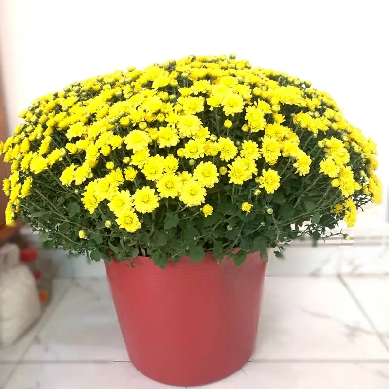 Tìm địa chỉ bán cúc mâm xôi uy tín gần bạn ngay hôm nay