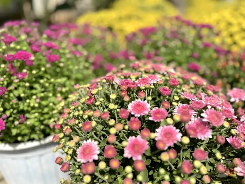 Khám phá nơi bán hoa cúc mâm xôi chất lượng và giá tốt