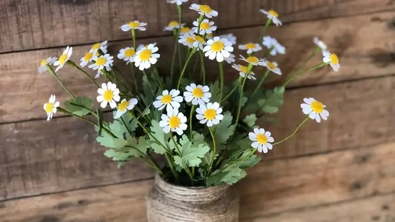 Tìm hiểu ý nghĩa hoa cúc tana trong phong thủy và đời sống