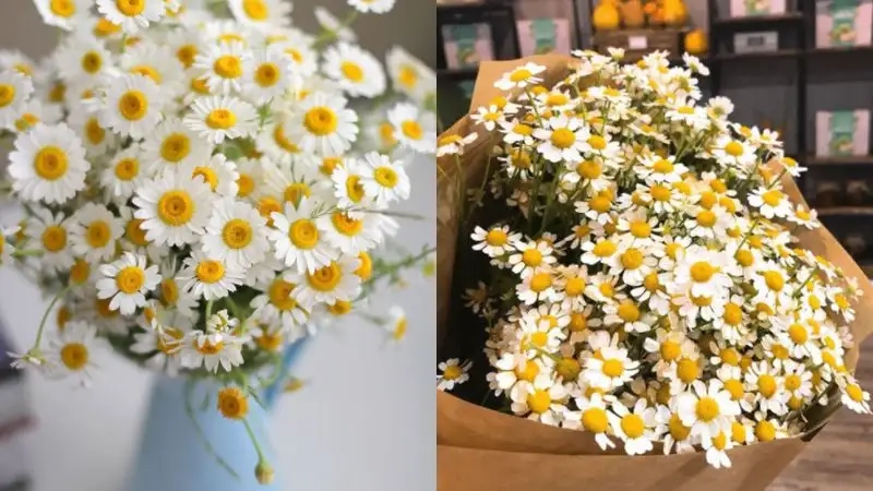 Khám phá hoa cúc tana tượng trưng cho điều gì trong tình yêu