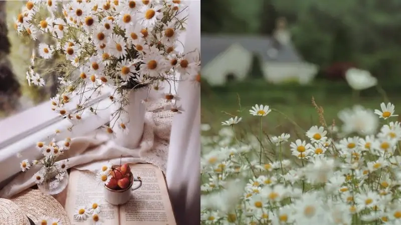 Bừng sáng không gian với cúc tana trắng tinh khiết và sang