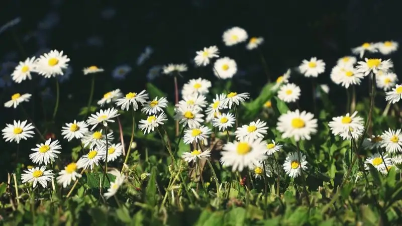 Thêm nhẹ nhàng cho góc học tập với hoa tana xinh xắn