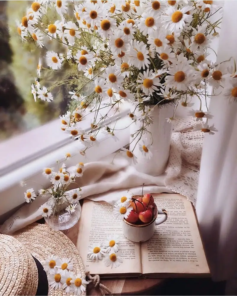 Cân bằng năng lượng tích cực với phong thủy hoa cúc tana