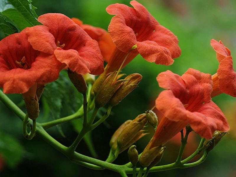 Màu sắc rực rỡ từ dây đăng tiêu leo phủ tường nhà bạn