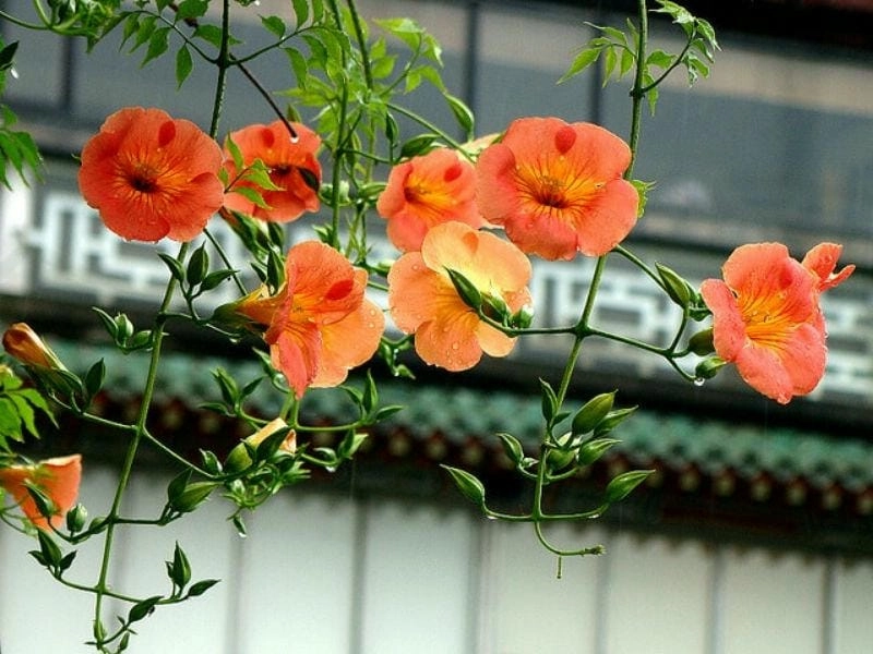 Sắc hồng ngọt ngào của hoa đăng tiêu hồng làm say đắm lòng người