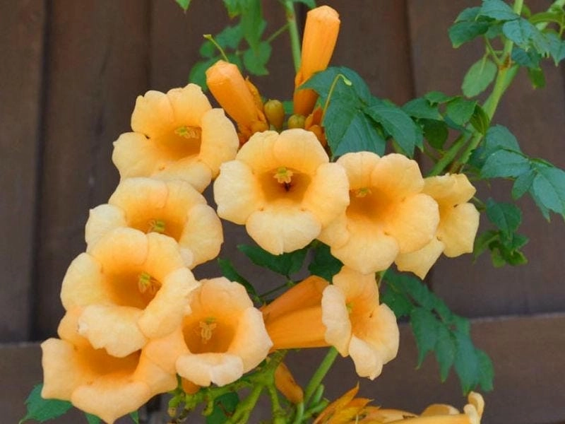 Phong thủy tốt lành từ ý nghĩa của hoa đăng tiêu cho gia đình bạn