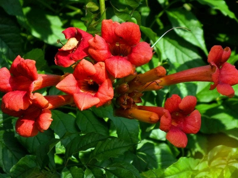Hàng rào mộng mơ phủ đầy hoa đăng tiêu như những áng mây trời