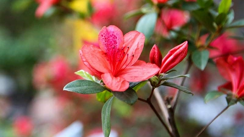 Ngắm trọn hình ảnh hoa đỗ quyên đẹp rực rỡ mùa xuân
