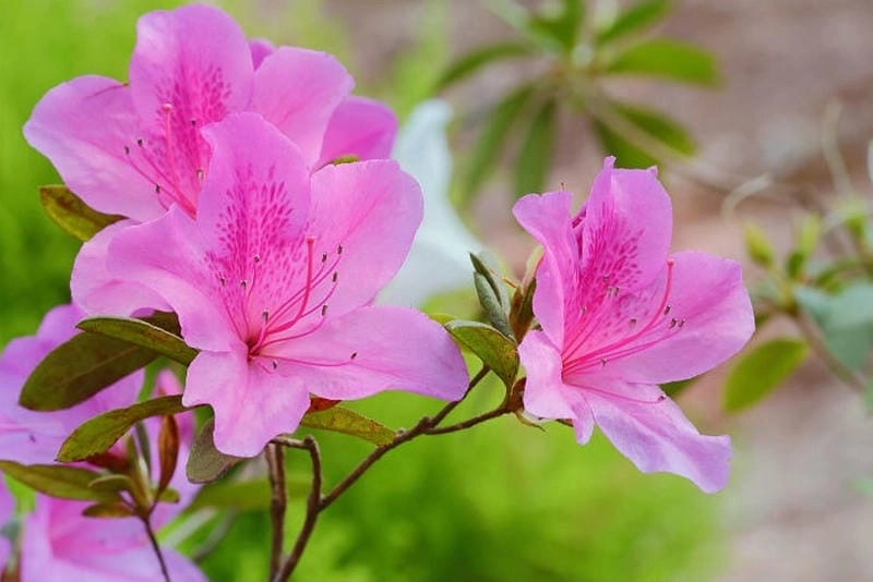 Bí quyết hay về cách nhân giống hoa đỗ quyên tại nhà