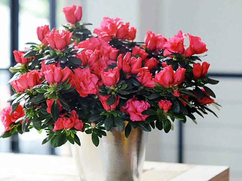Độc đáo cuốn hút với hình dáng hoa đỗ quyên đa dạng