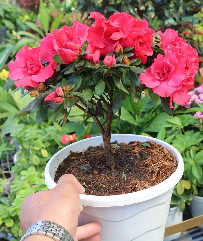 Thu hút may mắn cùng hoa đỗ quyên phong thủy hợp mệnh