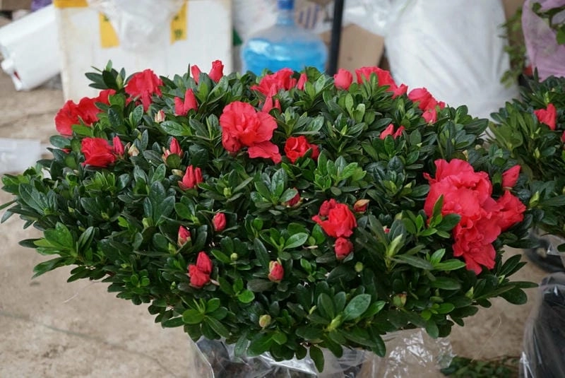 Vẻ đẹp nổi bật của hoa đỗ quyên làm cảnh trong sân vườn